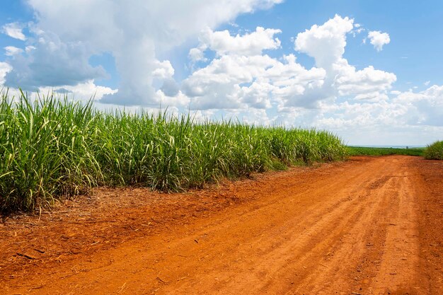 Foto plantación de caña de azúcar en un día soleado