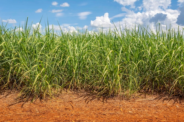 Foto plantación de caña de azúcar en un día soleado