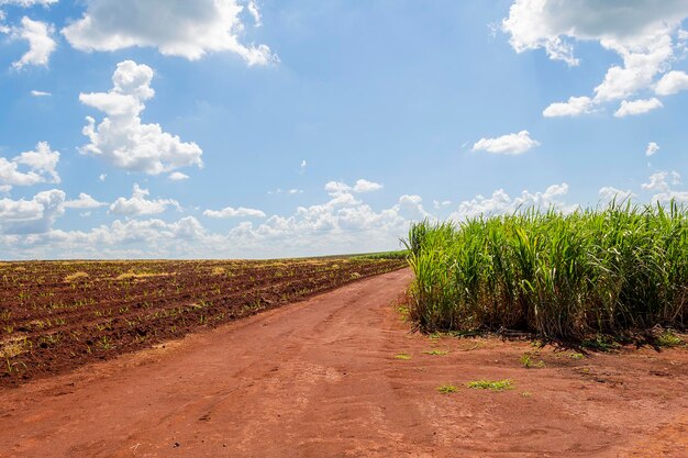 Plantación de caña de azúcar en un día soleado