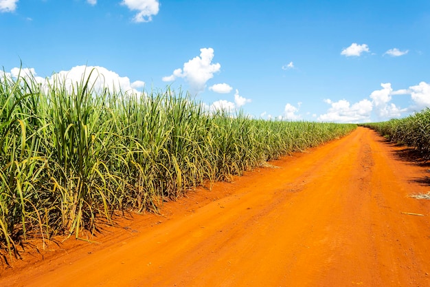 Plantación de caña de azúcar en un día soleado