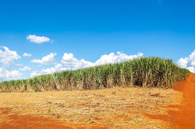 Plantación de caña de azúcar en un día soleado