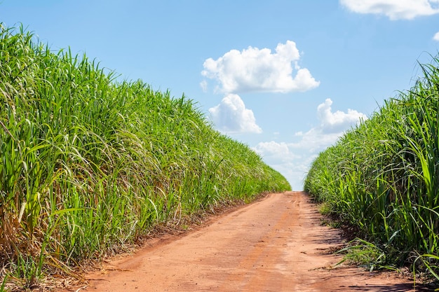 Plantación de caña de azúcar en un día soleado