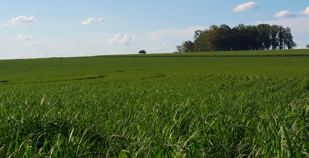 Plantación de caña de azúcar en un día soleado