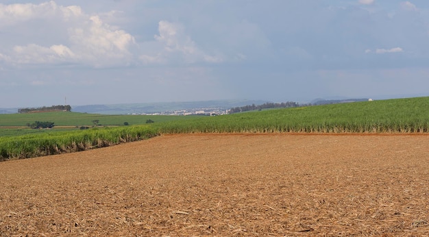 Plantación de caña de azúcar en un día soleado