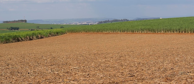 Plantación de caña de azúcar en un día soleado