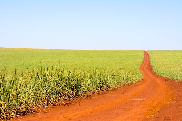 Plantación de caña de azúcar en un día soleado