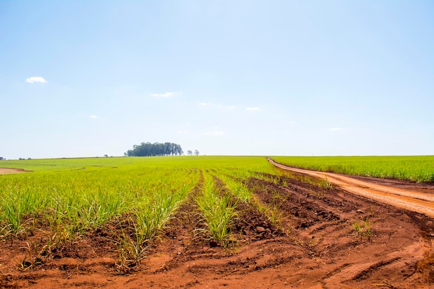 Plantación de caña de azúcar en un día soleado