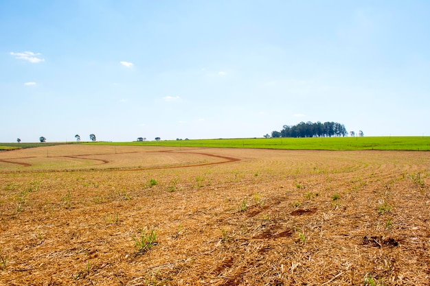 Plantación de caña de azúcar en un día soleado