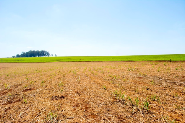 Plantación de caña de azúcar en un día soleado