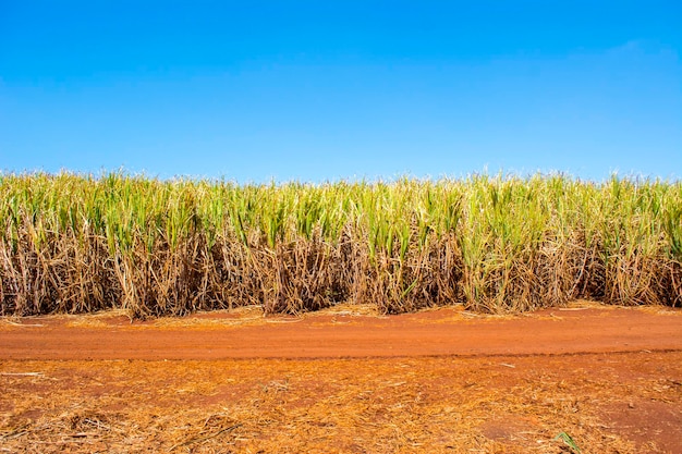 Plantación de caña de azúcar en un día soleado