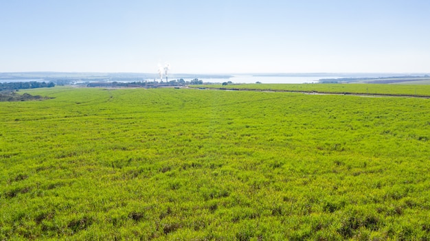 Plantación de caña de azúcar verde