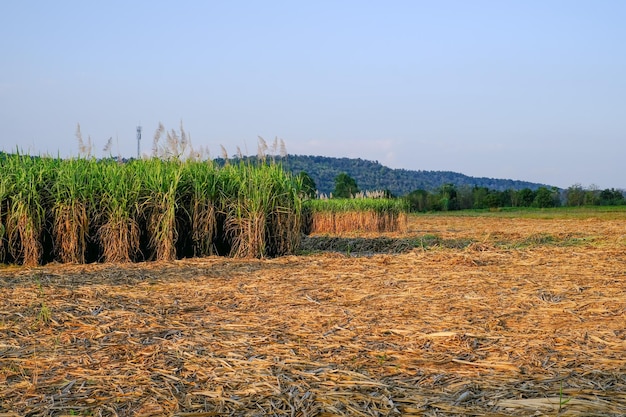 plantación de caña de azúcar