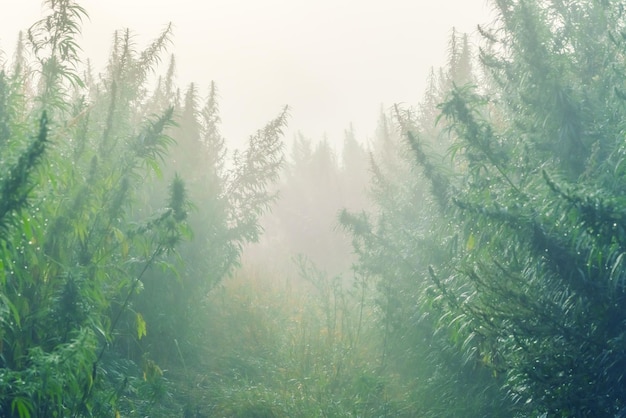 Foto plantación de cannabis en la niebla