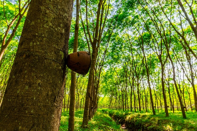 Plantación de caucho de látex o árbol de caucho para en el sur de Tailandia