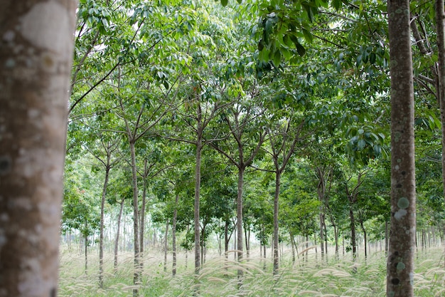 Plantación de caucho que tiene hierba