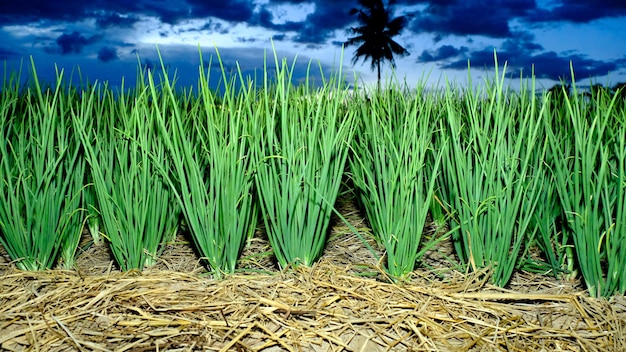 Plantación de cebolla en el país.