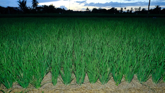 Plantación de cebolla en el país.