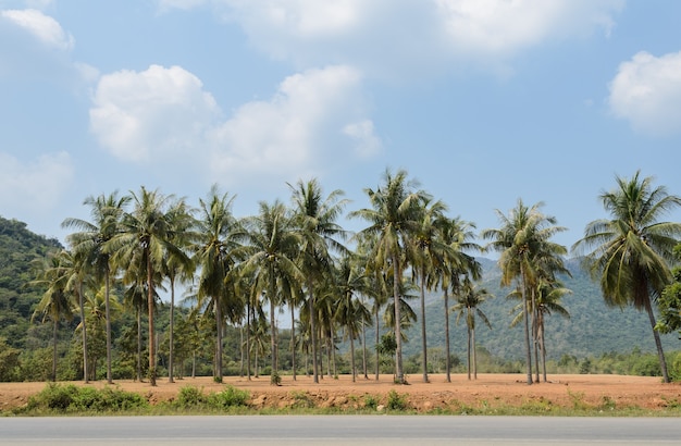 Plantación de cocoteros junto a la carretera rural