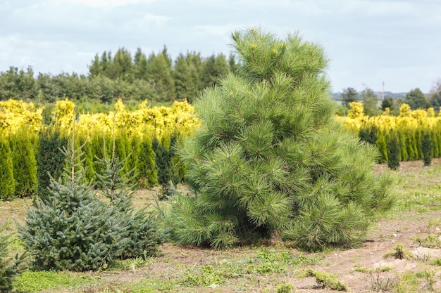 Plantación de coníferas jóvenes en invernadero con muchas plantas.