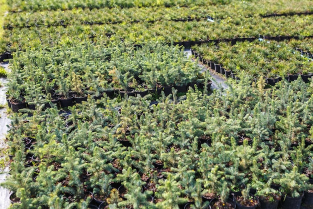 Plantación de coníferas jóvenes en invernadero con muchas plantas.