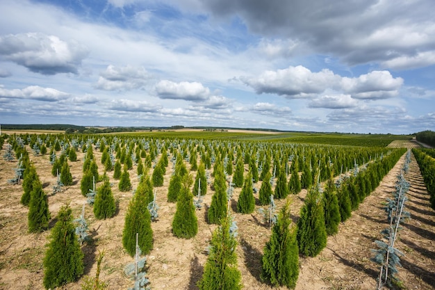 Plantación de coníferas jóvenes en invernadero con muchas plantas.