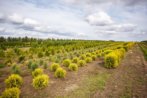 Plantación de coníferas jóvenes en invernadero con muchas plantas.