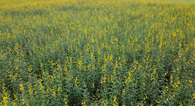 Plantación creciente con flores amarillas en el campo.