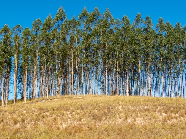 Plantación de eucalipto con cielo azul