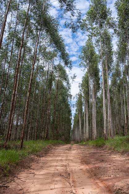 Foto plantación de eucalipto vista desde abajo