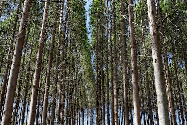 Plantación de eucalipto