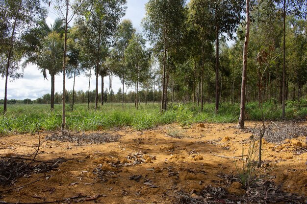 Plantación de eucaliptos con grandes pastos verdes al fondo