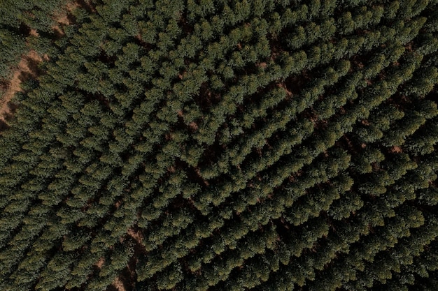 Plantación de eucaliptos vista desde arriba por drones