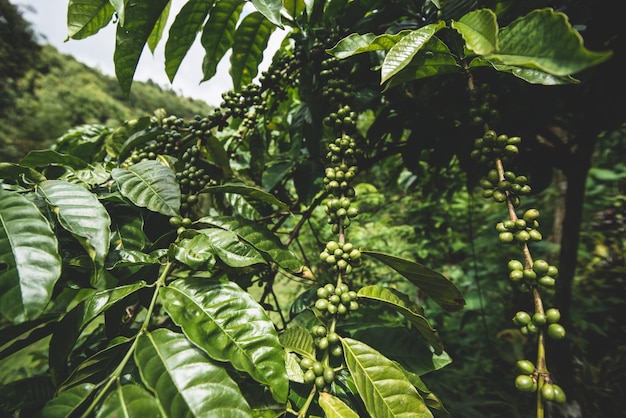 Plantación de finca de cafetos