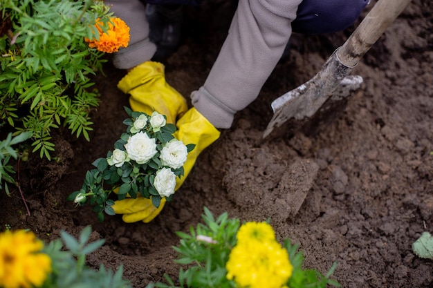 Plantación de flores por el agricultor en la cama del jardín de la casa de campo. Concepto de trabajo estacional de jardín