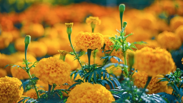 Plantación de flores de caléndula amarilla en la granja de flores