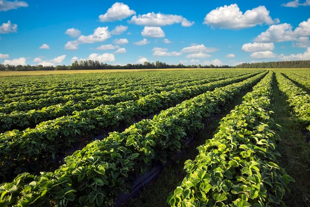 Plantación de fresas en un día soleado Paisaje con campo de fresas verdes con cielo azul nublado