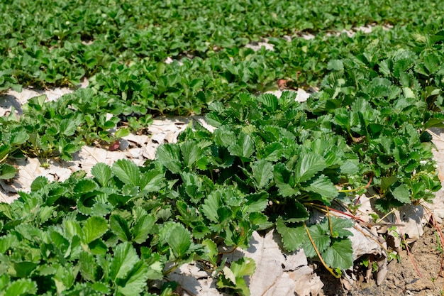 Plantación de fresas en un día soleado