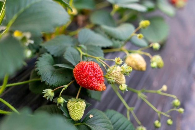 Foto plantación de fresas en el invernadero