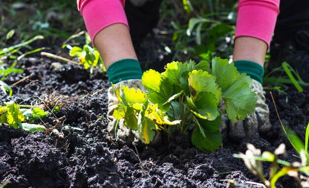 Plantación de fresas en jardín