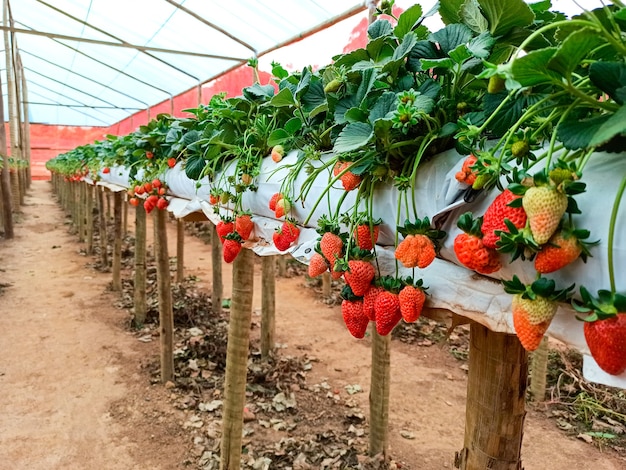 Plantación de fresas orgánicas frescas cultivadas en invernadero. enfoque selectivo