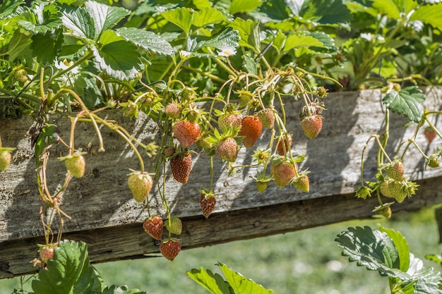 Foto plantación de fresas