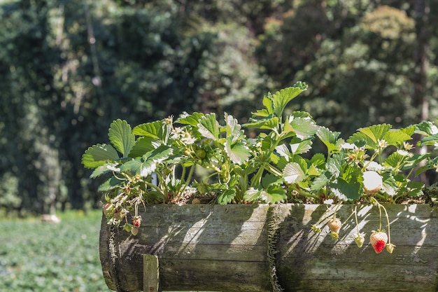 Plantación de fresas