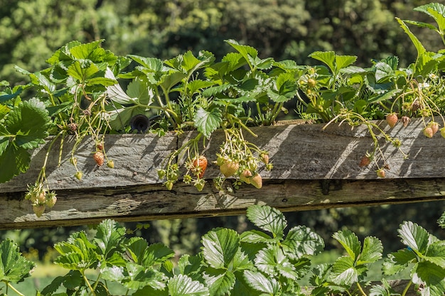 Plantación de fresas