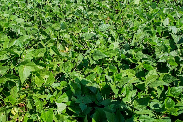 Plantación de frijoles en un día soleado