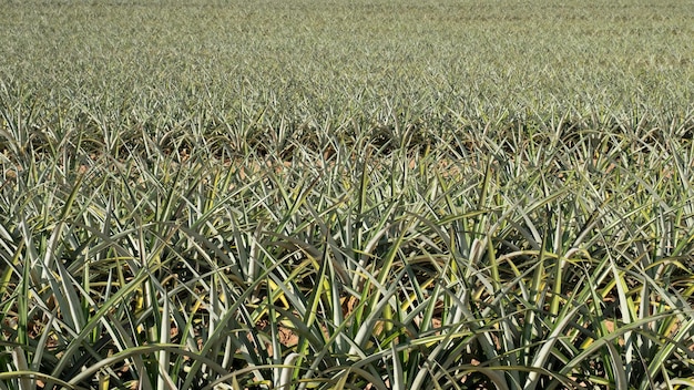 Plantación de frutas de piña brasileña Enfoque selectivo