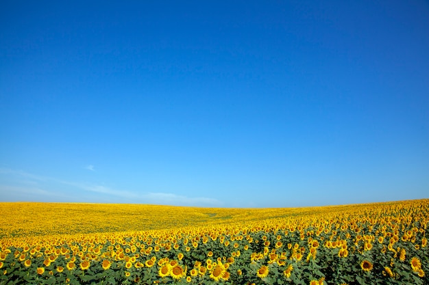 Plantación de girasoles con un día de cielo azul