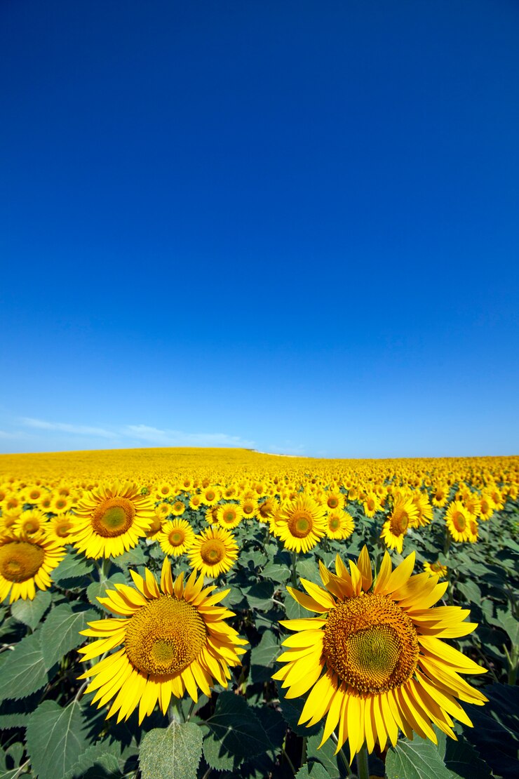 Foto plantación de girasoles con un día de cielo azul