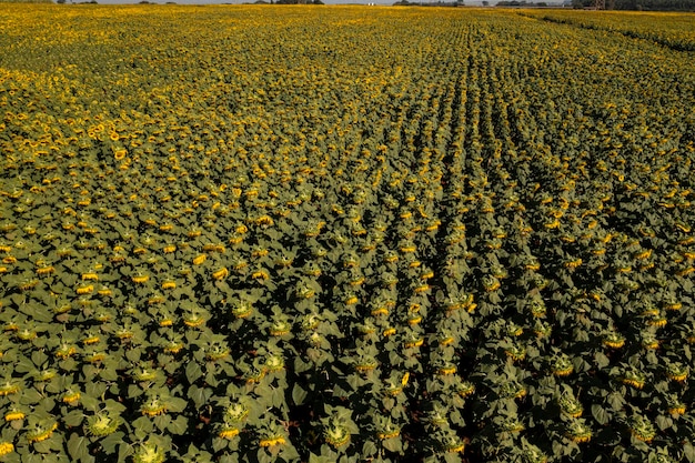 Plantación de girasoles vista desde arriba en una mañana soleada