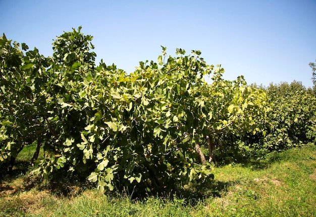 Plantación de higos en Samarcanda