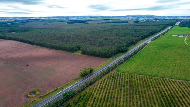 Plantación de hileras de eucaliptos y árboles de soja en una finca en Brasil, Sao Paulo. Vista aérea